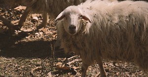 Video by ROMAN ODINTSOV on Pexels