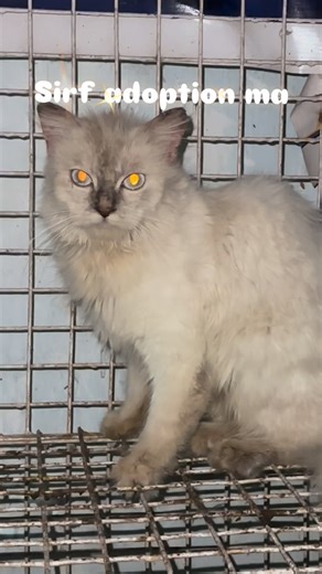 𝙎𝘼 𝘾𝘼𝙏𝙏𝙀𝙍𝙔 𝙊𝙁𝙁𝙄𝘾𝙄𝘼𝙇 on Instagram: "Adoption ma Himalayan female #cat #adoptionislove #adopt #adoptdontshop #adoptme #adoptdontbuy #animal #animalslife"