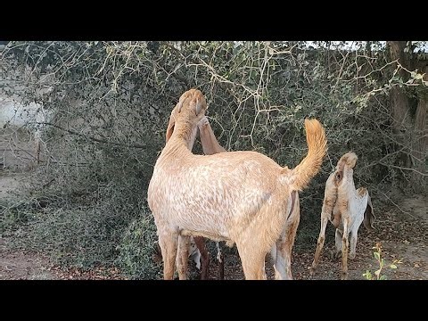 Goat grazing after rain