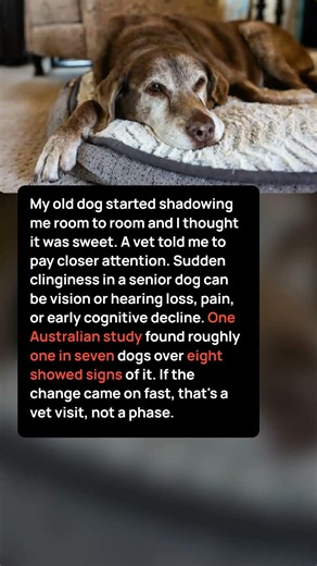 Why Older Dogs Suddenly Start Following You Everywhere at Home