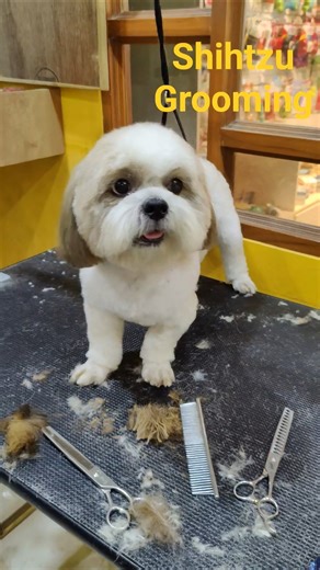 Shihtzu puppy cutting #viral #cute #dogs