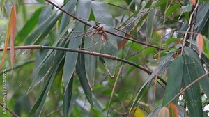 Bamboo Patch with twigs moving with the wind in the forest, Bambusoideae, Thailand