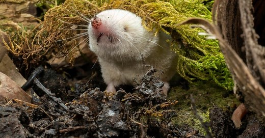 What Do Shrews Eat? 11 Foods for a Tiny Animal