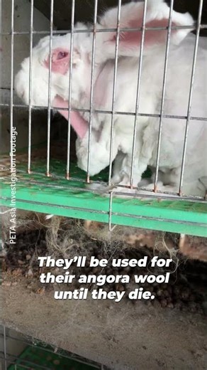 These rabbits will never know freedom or what kindness feels like 💔 #rabbit #angora #rabbits