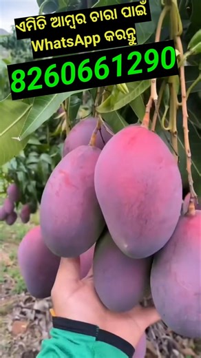 ୧୦୦ରୁ ଅଧିକ ପ୍ରଜାତିର ଆମ୍ୱ ଚାରା ଉପଲବ୍ଧ #efarmingodisha #viralmango #viralvideo #viralshorts