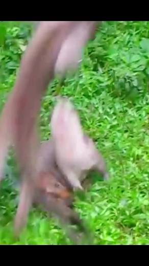 Playful Monkeys Engage in Adorable Outdoor Antics