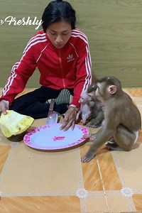 994K views · 8.7K reactions | All adorable baby monkey hungry jackfruit they to ask mom cutting and sharing for eat delicious | The Freshly | Facebook