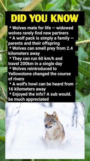 ​The Secret Life of Wolves: 6 Mind-Blowing Facts
