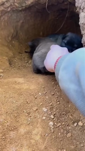 Os vídeos de Ed.Canal (@edilsongois16) com som original - Ed.Canal