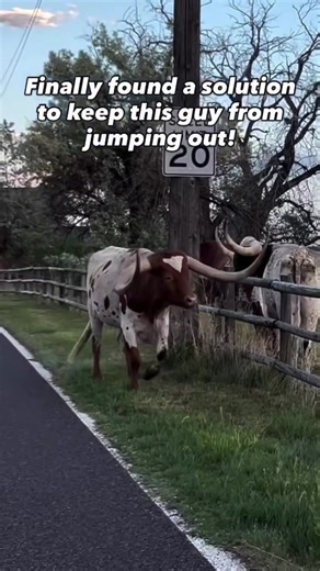 Delicious Brisket Recipes from Texas BBQ
