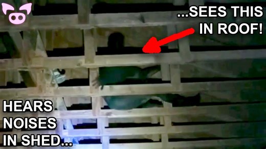 Scary Things That’ll Make You Scream | Slapped Ham