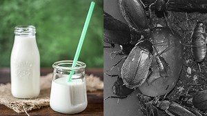Cockroach milk, anyone?
