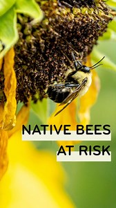 54 reactions · 27 shares | Nearly 25% of native bee species in North America face risk of extinction.  The primary culprits include pesticide use and widespread habitat loss — visit Beesponsible.com to learn how you can help protect these important pollinators.  | Beesponsible | Facebook