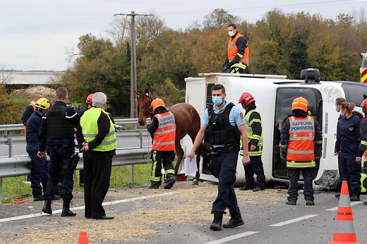Verteuil : un van et sa remorque se couchent sur la chaussée, plusieurs chevaux blessés (PHOTOS ET VIDEO)