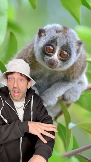 Meet the Slow Loris 👀 #funfact | Odd Danny