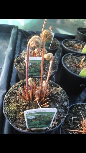 Dutch Barn Nurseries on Reels