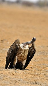 A group of Vultures soaring together in Etosha National Park, Namibia. #namibia #etosha #springboks #ostrich #namibiatravel #travelnamibia #safari #birdlife #africanwildlife #africansafari #explorepage #trendingvideos #viral #wildlifephotography | Madbookings - Travel Experts in Africa & Asia