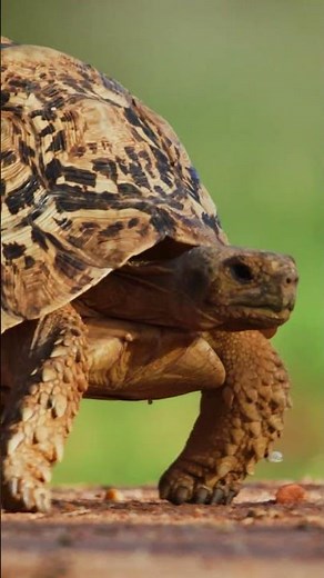 Leopard Tortoise Facts: Shell-ebrate This Beautiful Reptile! 🐆🐢
