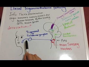 Trigeminal Lemniscus (Cranial) - Dorsal Trigeminothalamic tract