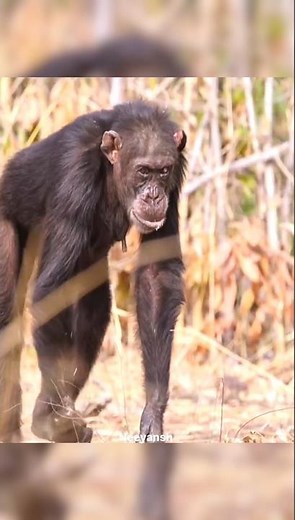 How Chimps Survive Drought 😨