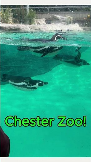 A Day at Chester Zoo 🦒🐒🦓 | So Many Amazing Animals! #shorts