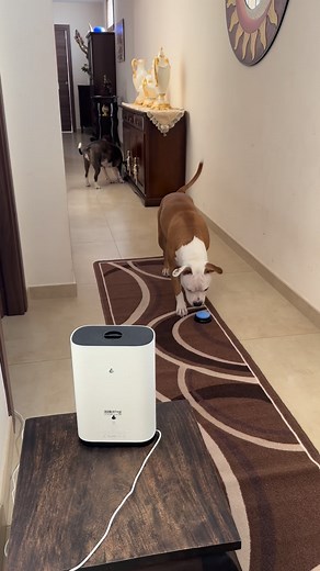 Giga neve e il robot 🐶🤖#dog #dogs #amstaff #kira_family #dogsofinstagram | Carmine Vardavà