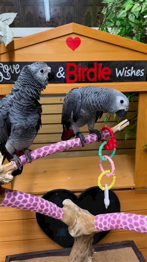 Just in!! We have two beautiful Congo African Grey Babies available 🥰❤️🥰 We have one female and one still awaiting DNA results. They are 11 weeks old and still handfeeding but looking for their forever family. Please give us a call or stop in soon for more information. 609-747-7777 #birdparadise #birdparadisenj #africangreyparrot #congoafricangrey #africangrey | Bird Paradise