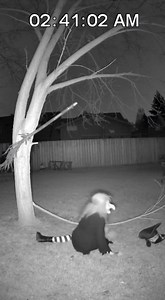 42K views · 55 reactions | When you’re magical but gravity still wins. 慄‍♀️ At 2:41 AM, our “high-tech” security system caught a local witch trying out some tree-top gymnastics. Spoiler: the tree filed for workers’ comp. She’s fine—just slightly less enchanted. Always check your branch’s Yelp reviews before takeoff! #fblifestyletyle | Fitness Girls | Facebook