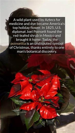 From Aztec Medicine to Christmas Icon: The Poinsettia's Journey
