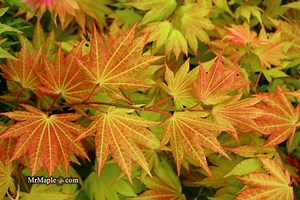 Acer shirasawanum 'Autumn Moon' Full Moon Japanese Maple
