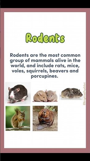 What is a RODENT?