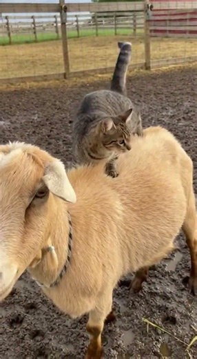 Cat Claims a Moving Goat