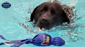 15 reactions | Swimming is a great option to keep your pup active & happy too!  | Morris Animal Inn | Facebook