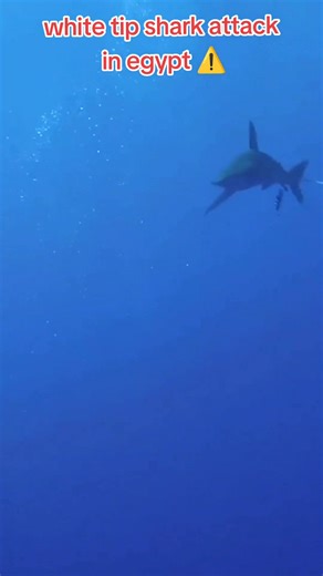 white tip shark attack in egypt ⚠️ Made by professional | sharko.attack