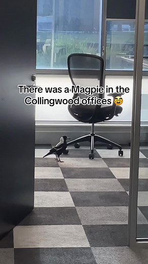 We cater for Magpies of all shapes and sizes 😂 #afl #collingwood #magpie #funny
