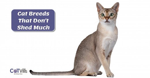 20 Cat Breeds That Don't Shed a Lot (With Pics & Videos)