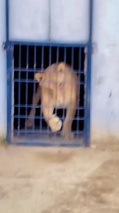 Angry Lioness 😱❤️🦁 #lionking #lions #wildlife #animals | ALi Khan AK
