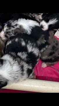 Australian shepherd puppies
