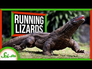 Why Lizards Don't Run Marathons