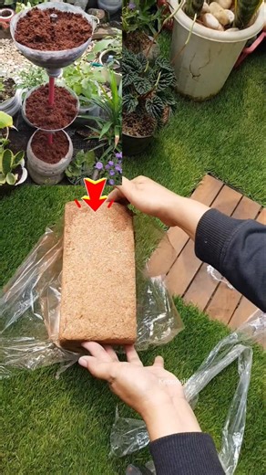 No Soil❓️No Problem‼️ Try This Urban Garden Hack 🌿