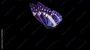 Blue Fairy Butterfly. 3D animation of a blue and white butterfly from the left front view. Looped video with alpha channel. Stock Video