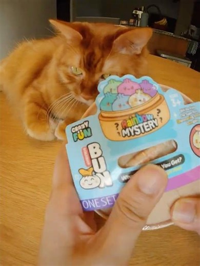 You Won't Believe What Dumpling He Found! #funnycats #cat #dumplings #MYSTERYDUMPLINGS #opening