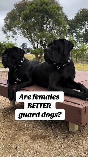 Female Cane Corsos: Loyalty and Protection