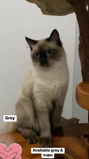 Daily activity in meow ragdolls #meow #ragdoll #adopt