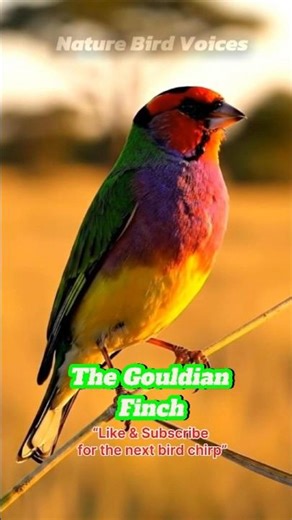 The Gouldian Finch #birdsongs #birds
