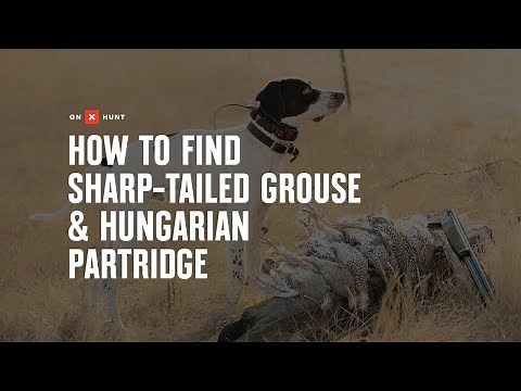 How To Find Sharp-tailed Grouse & Hungarian Partridge