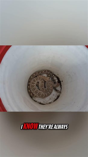 Rattlesnake Vs Gophersnake