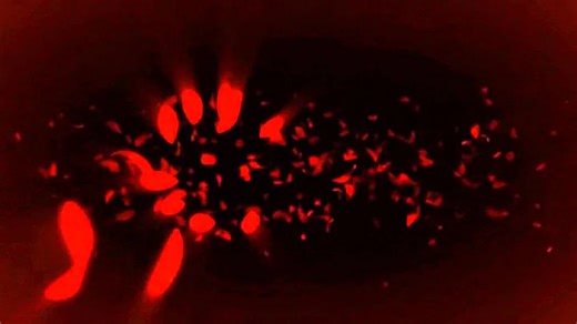 【YouTube搬运】Gaumont Animation logo