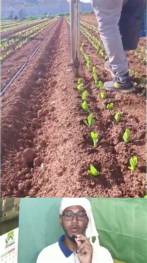 Easy Veg Planting Gadget | ছোট গেজেট দিয়ে সহজেই সবজি গাছ লাগানো হচ্ছে 🌱 #shorts #vegetable #gadget