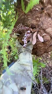 #gianthornets #hornetnestremoval #bee #honeybird